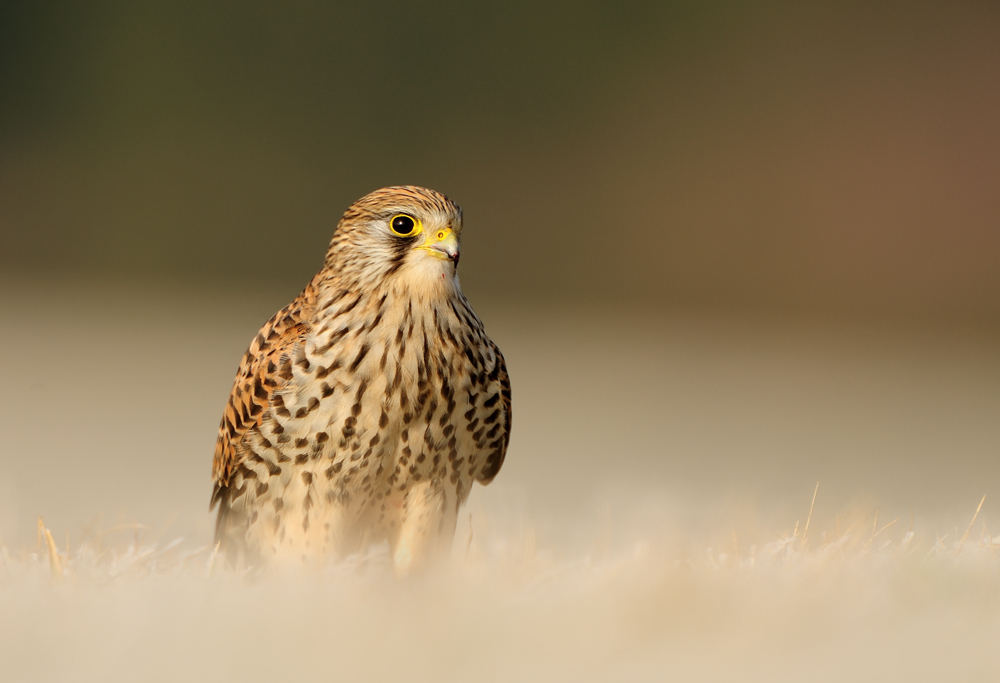 Turmfalke mal anders