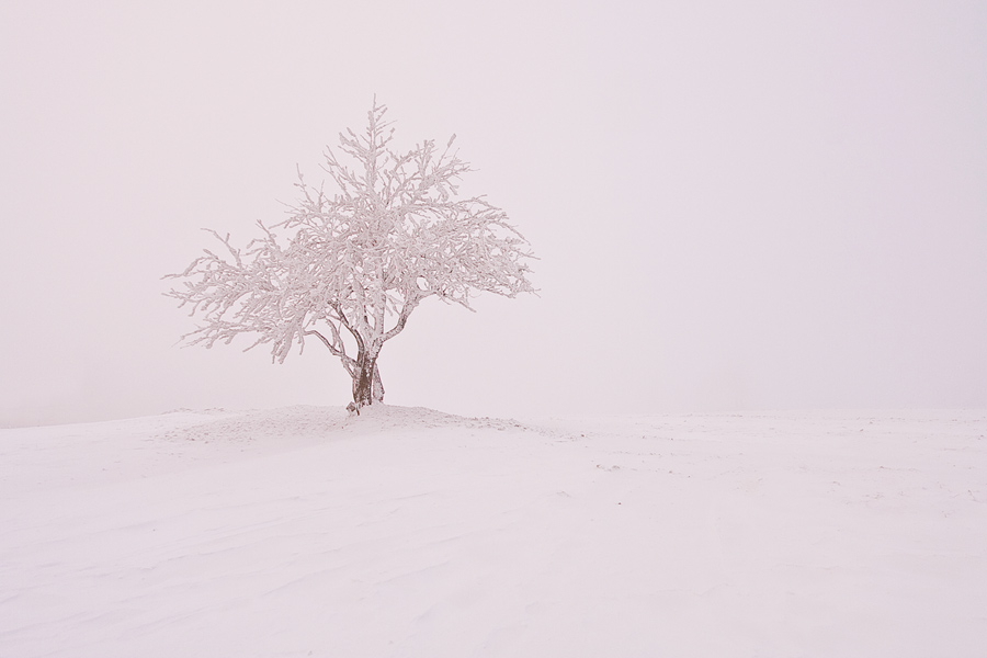 Reifbaum im Nebel