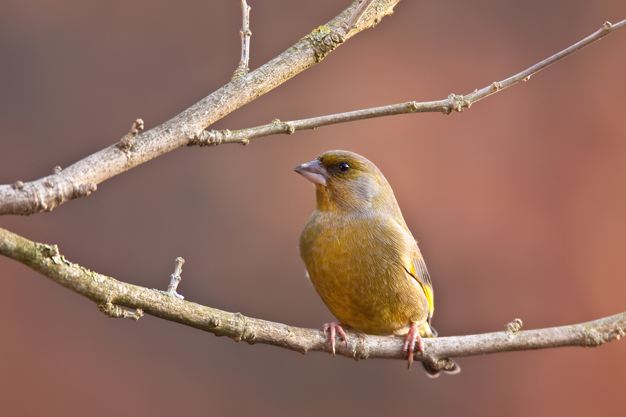 Grünfinkmännchen (Carduelis chloris)