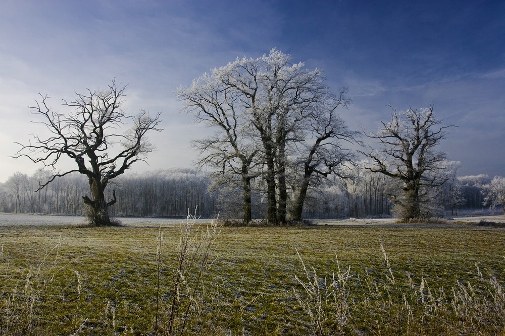 Winterlicher Wald
