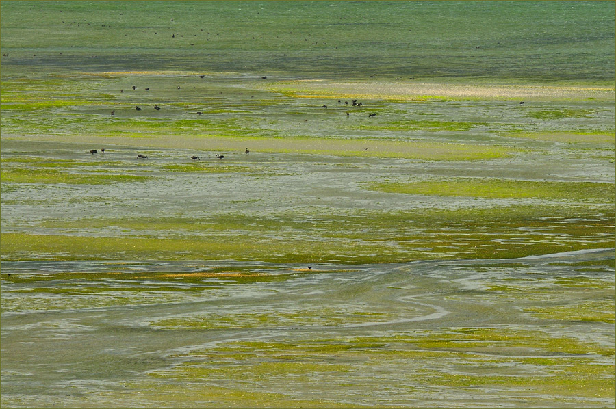 Ebbe in der Golden Bay