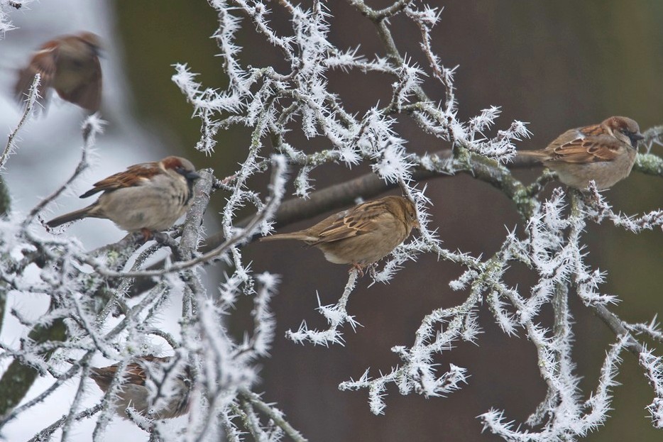 Noch ein Halbwinterbild ...