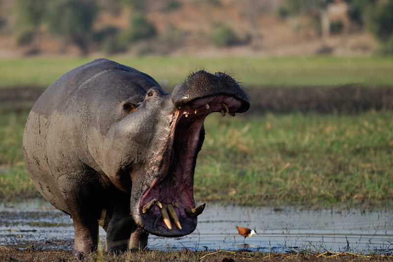 Fusspferd mit einem afrikanischen Wasserhuhn (Jakana)