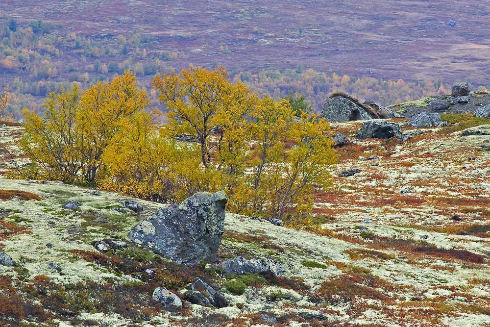 Dovrefjell