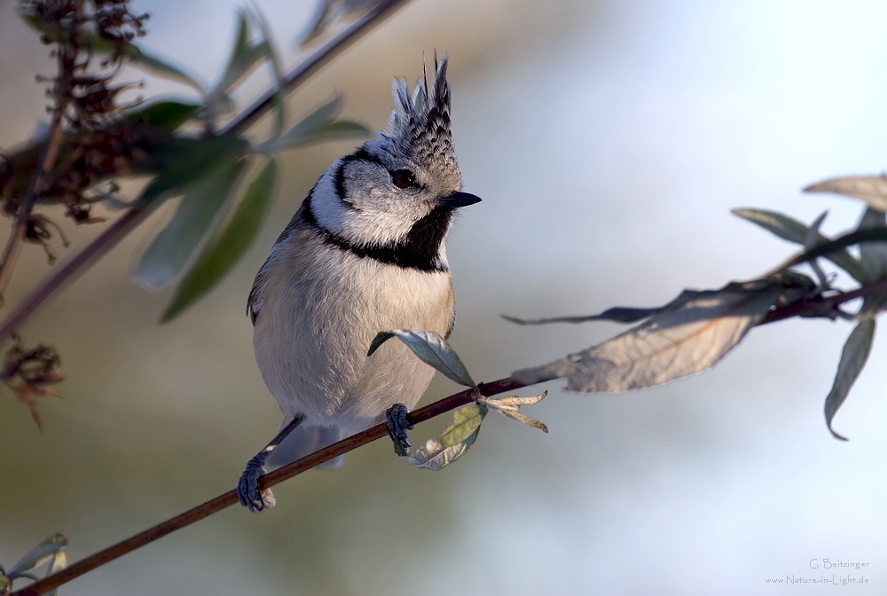 Haubenmeise (Lophophanes cristatus)