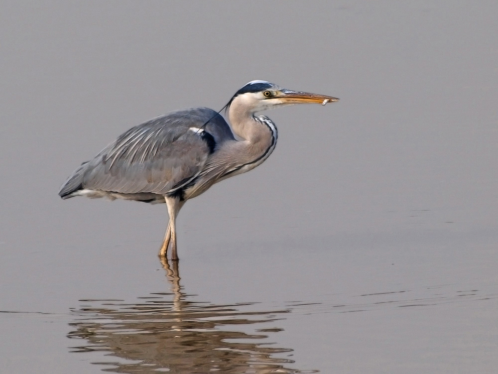 Graureiher (Ardea Cinerea)