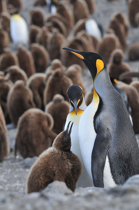 Familienleben bei Königspinguins - wildlife