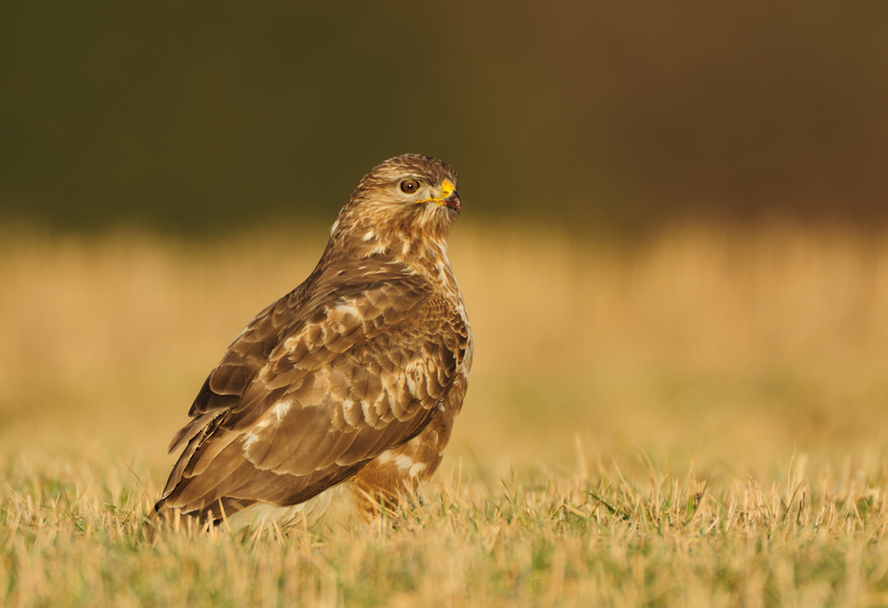 Bussard bis zum Abwinken