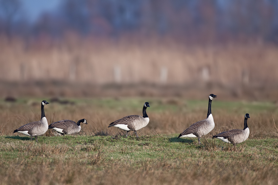 Kanadagänse (Branta canadensis)
