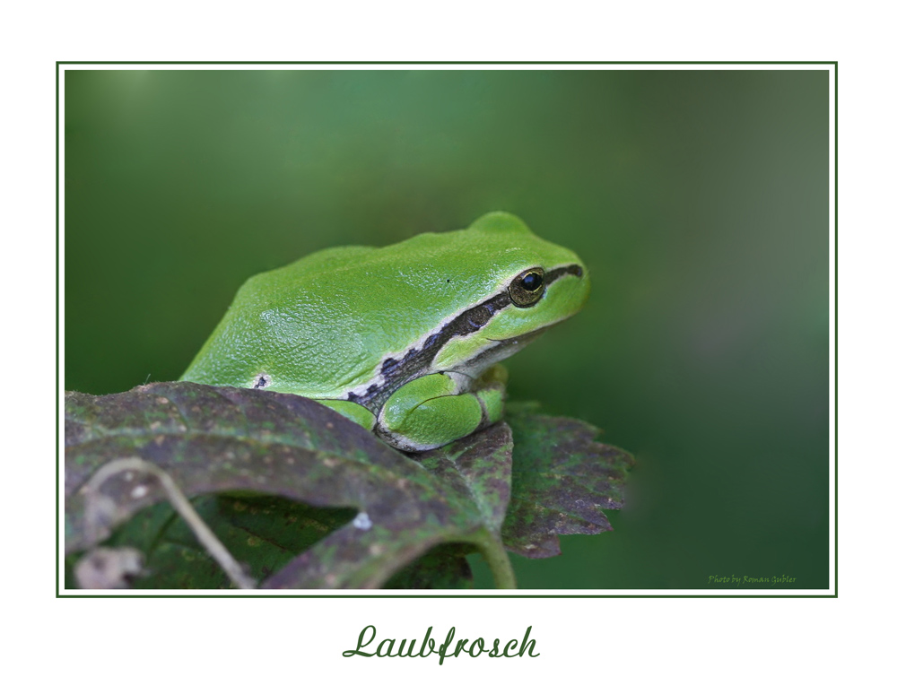 Laubfrosch