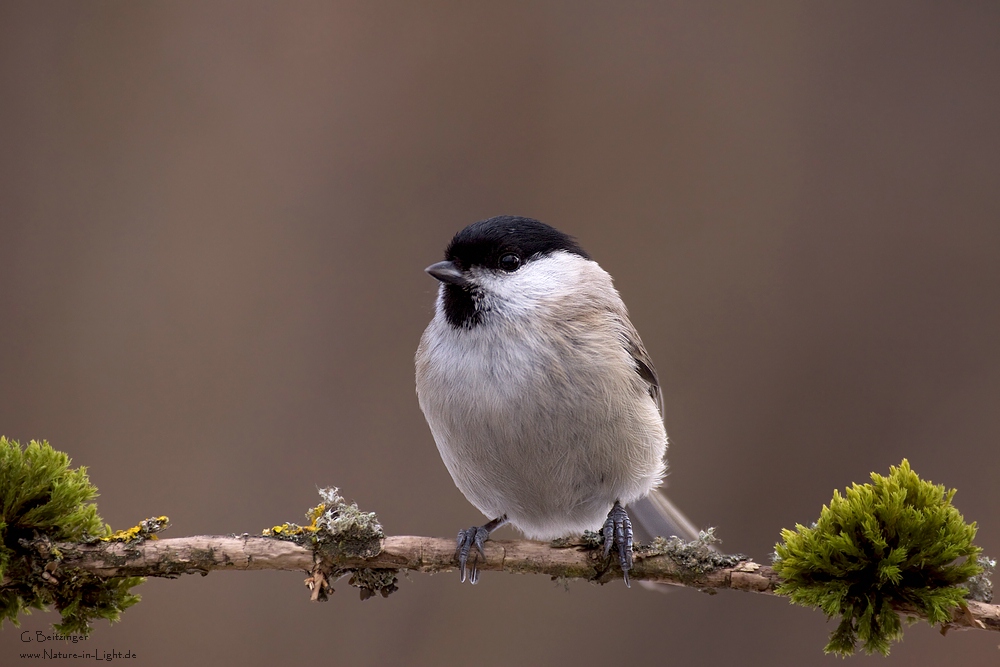 Sumpfmeise (Poecile palustris)