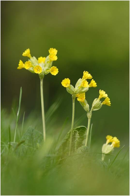 Primula veris