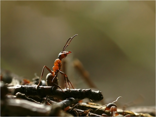 Ameise in Abwehrhaltung auf dem Ameisenhaufen