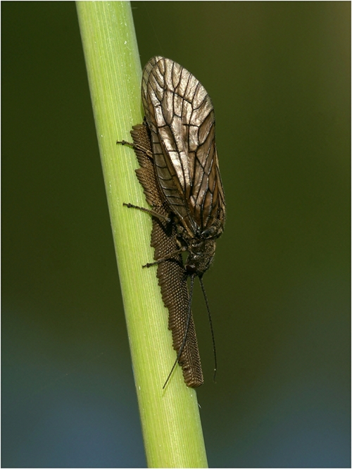 Eiablage der Schlammfliege