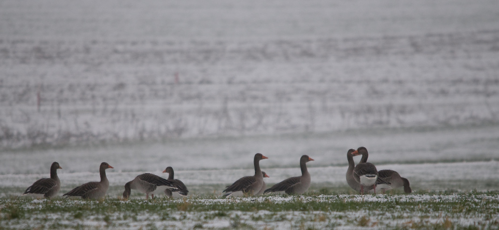 Graugänse bei Wintereinbruch