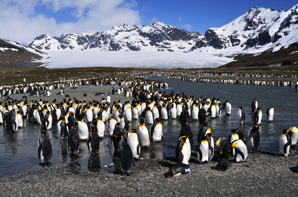 Königspinguine in St.Andrews Bay - Mauserkolonie