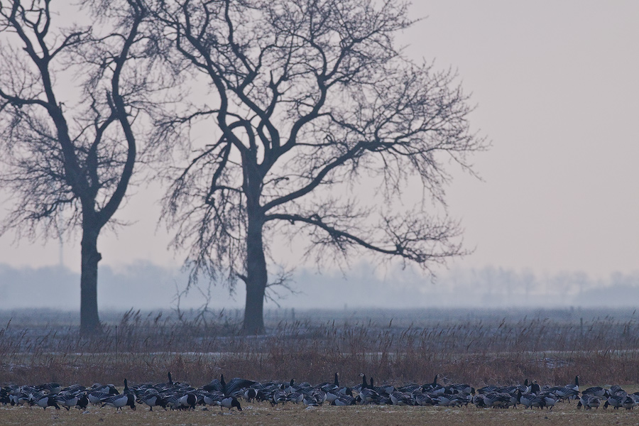 Januarmorgen im Rheiderland