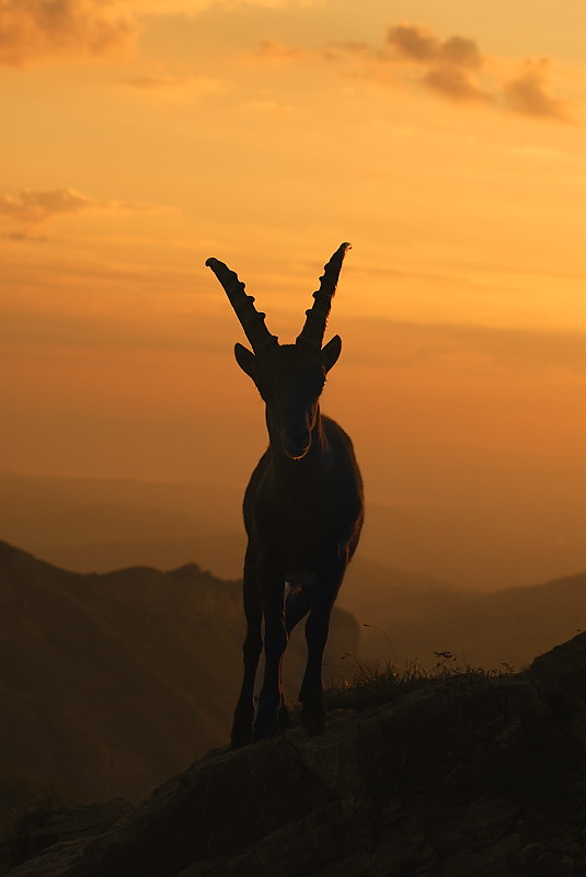 Steinbock bei Sonnenaufgang