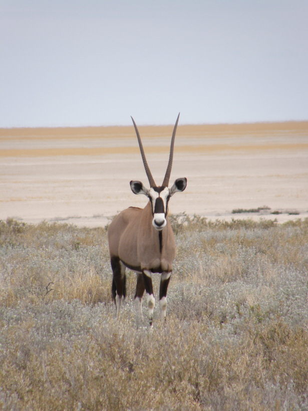 Oryx