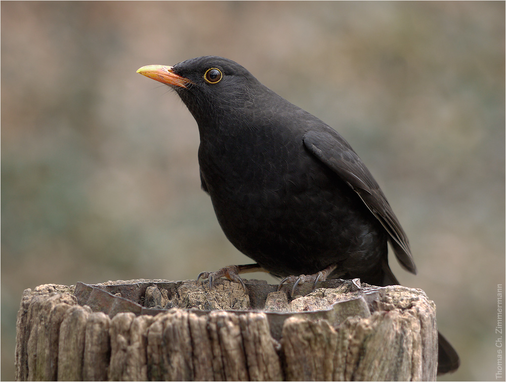 Amsel