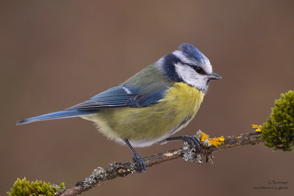 Blaumeise (Cyanistes caeruleus)