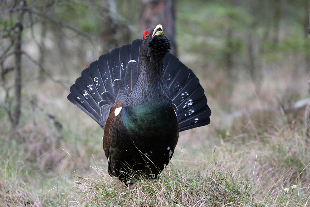 Tjäder (Auerhuhn)