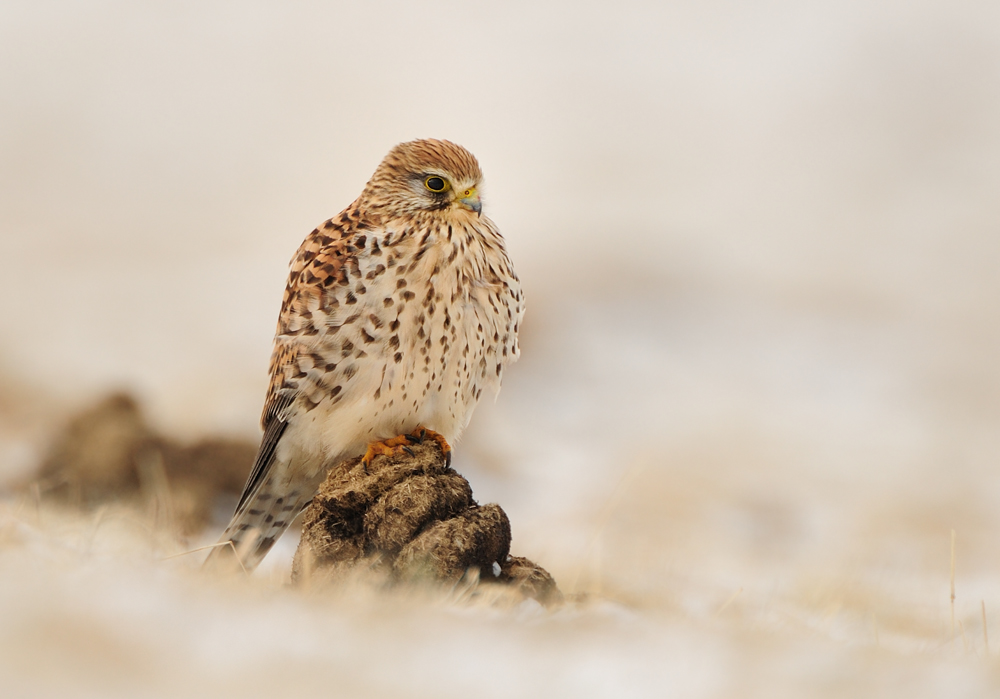 Ein Häuflein Turmfalke