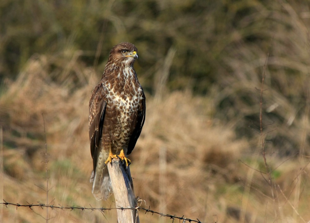 Mäusebussard