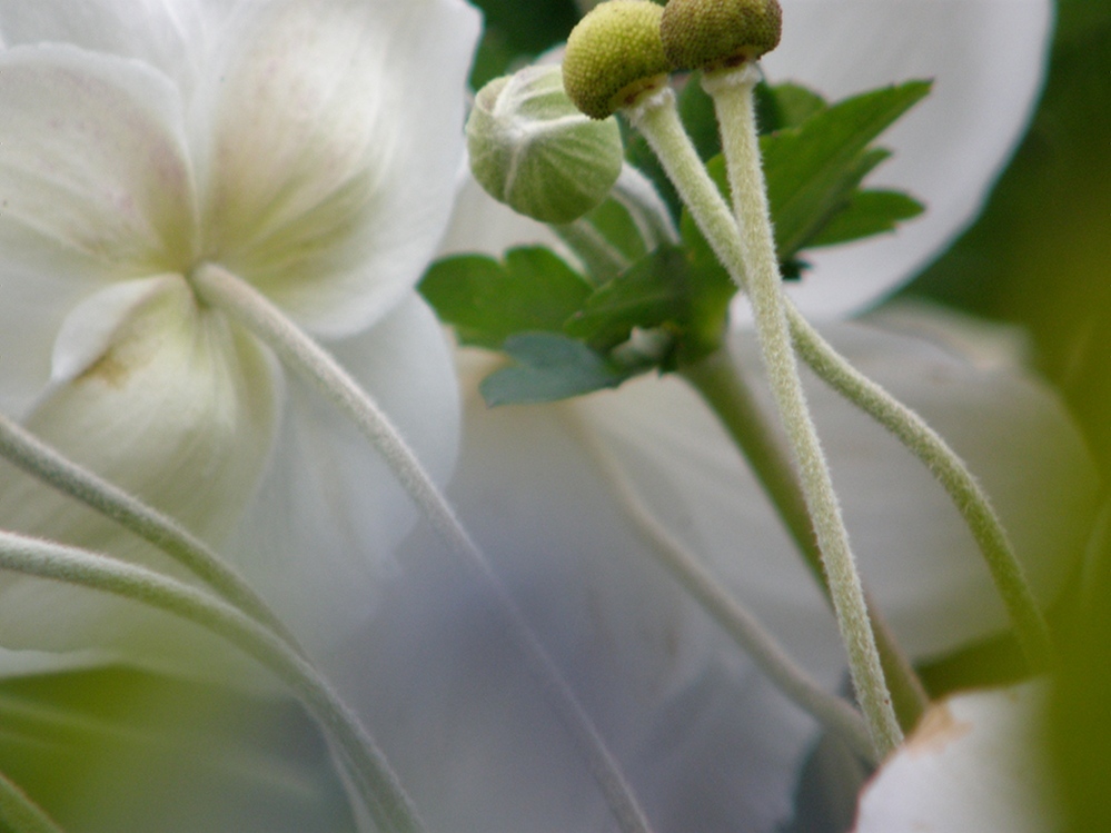 Herbst-Anemonen Experiment