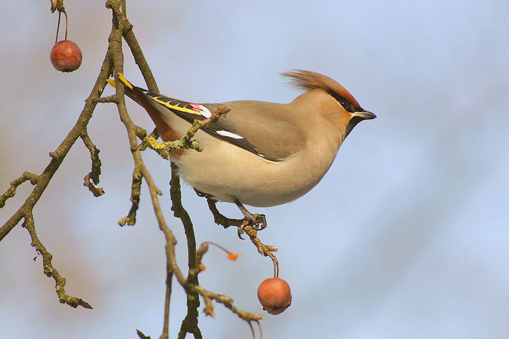 The bird from the North (Forum für Naturfotografen)