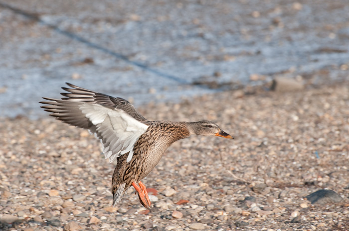 Stockente im Landeanflug