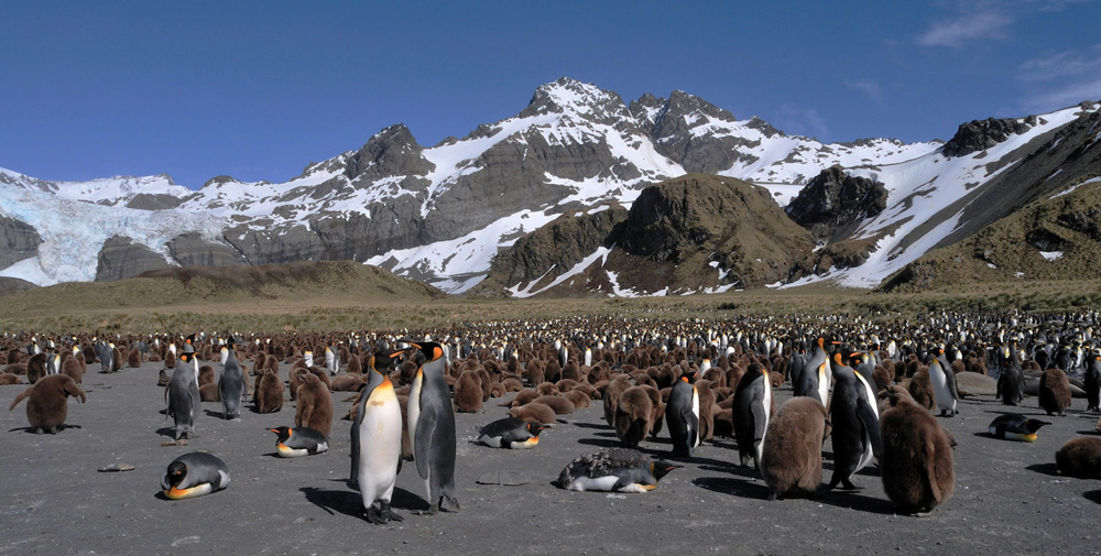 Königspinguine von Gold Harbour - wildlife