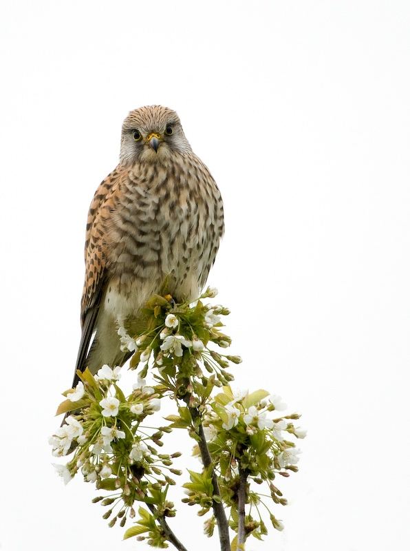 Turmfalke im Blütenrausch....