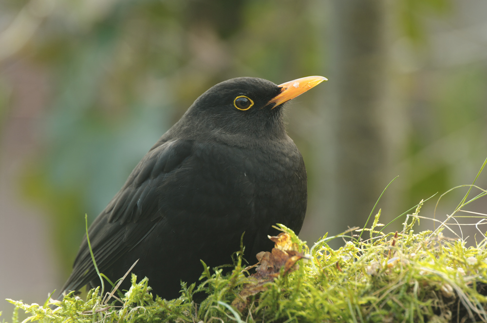 Amsel statt Turmfalke