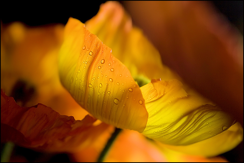 Orangener Mohn