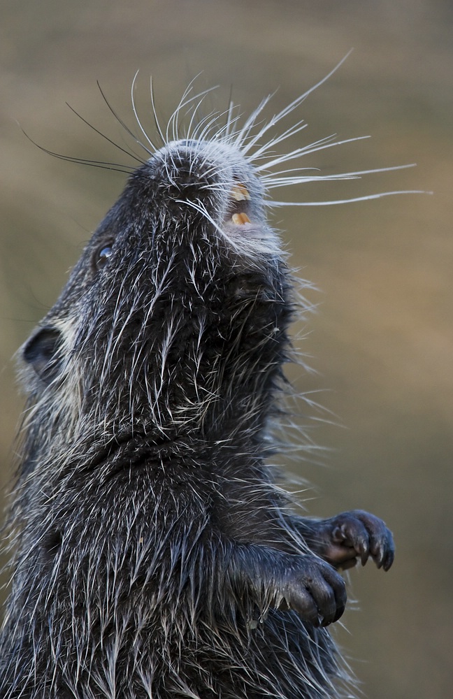 Nutria