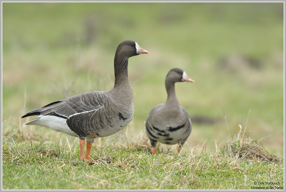 Blässgans (Anser albifrons)