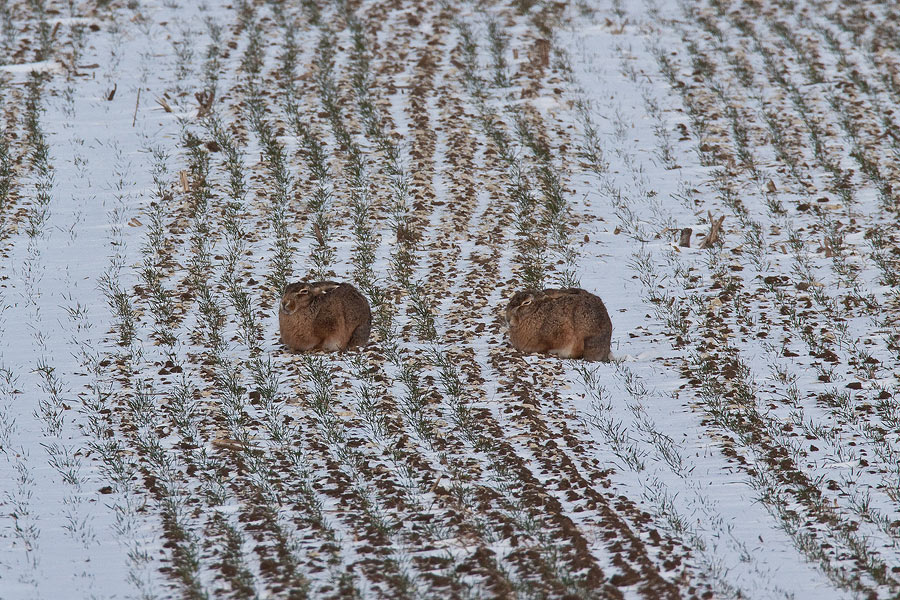 Feldhasen (Lepus europaeus) im Mittelpunkt II