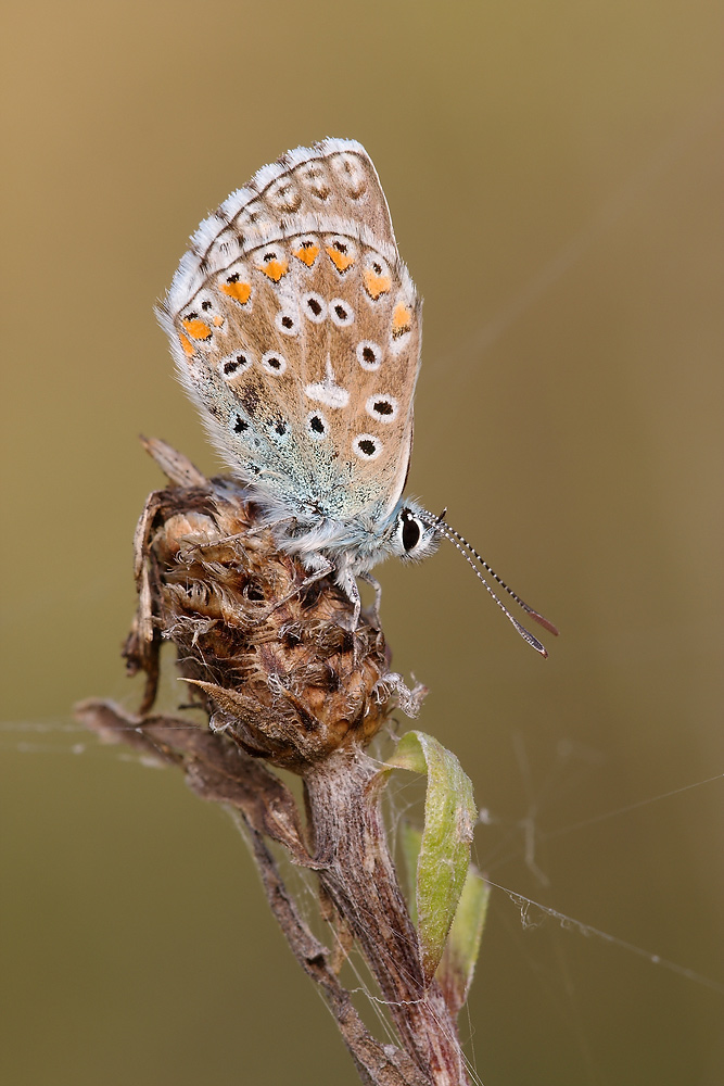 Himmelblauer Bläuling - weiblich (Polyommatus bellargus)