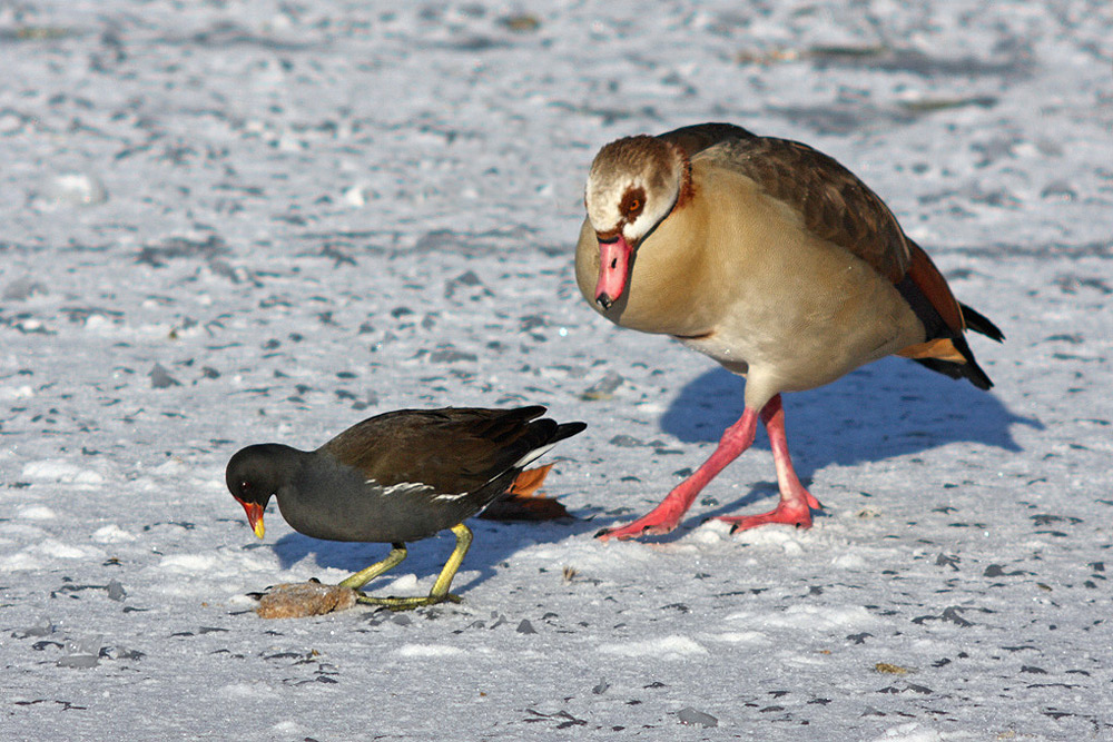 Und dann trat die dicke Nilgans...