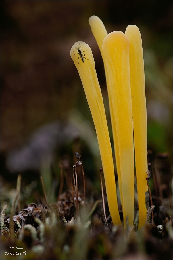 Heidekeule 3   (Clavaria argillacea)
