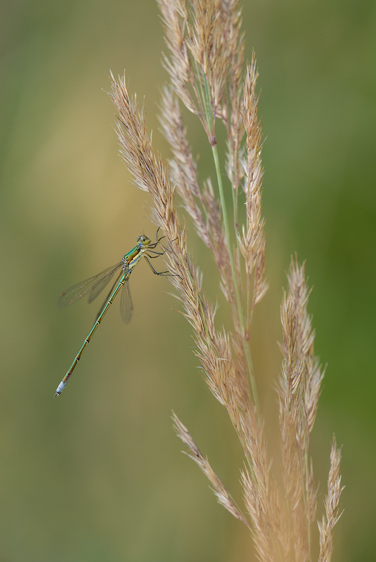 ~ Lestes virens ~