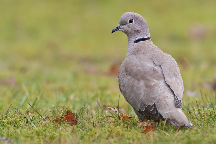 Türkentaube (Streptopelia decaocto)