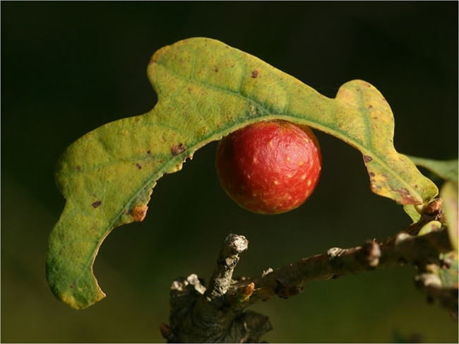 Das Auge des Waldes