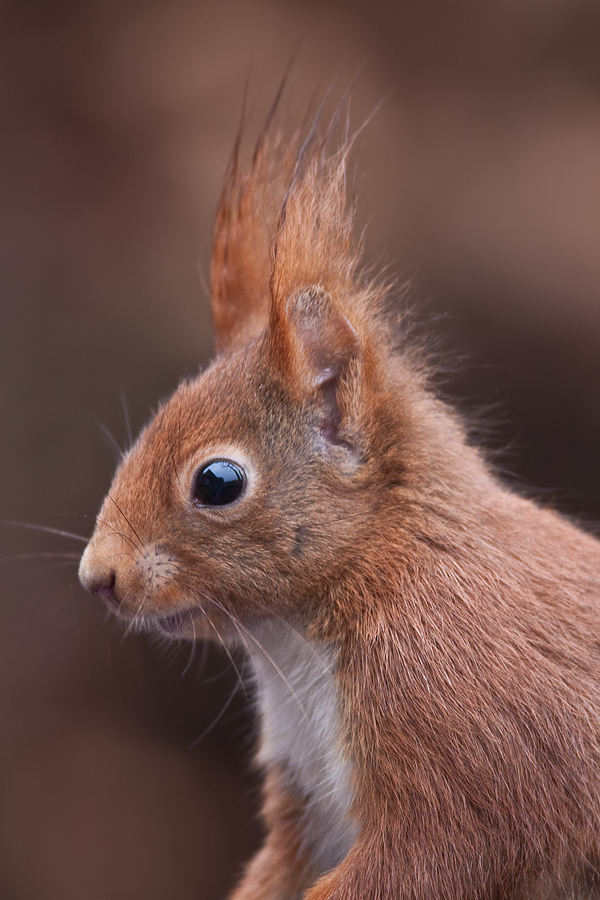 Eichhörnchenporträt (Sciurus vulgaris)