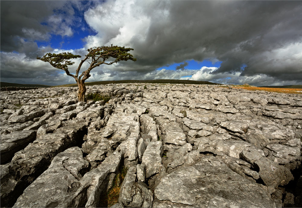 Twisted Twistleton