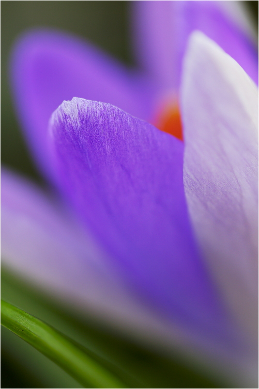 Noch ein Krokus