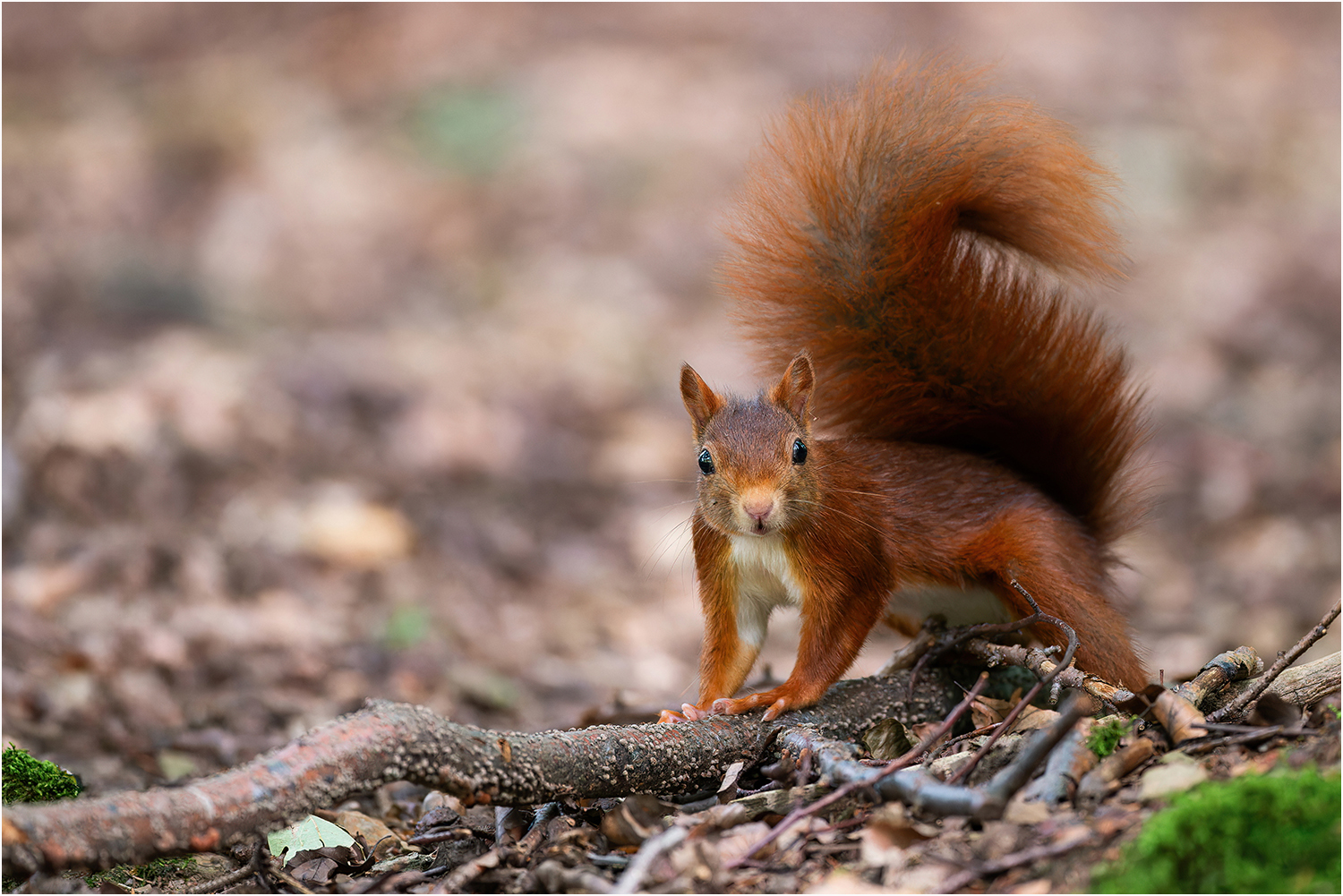 Am Waldboden