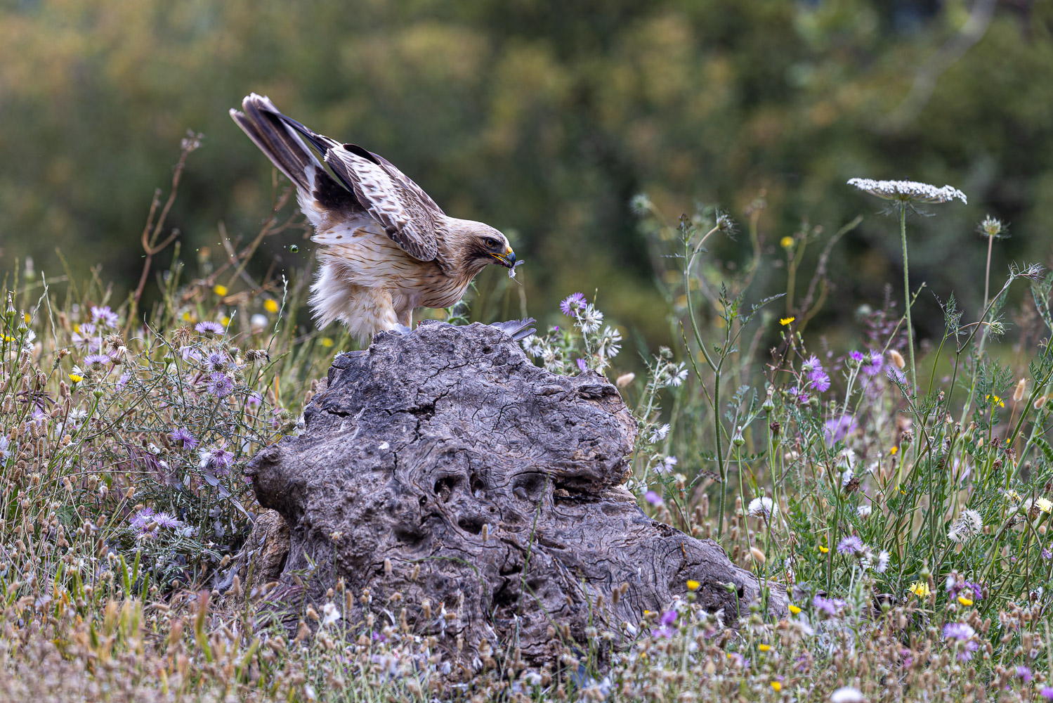 Auch Adler müssen mal Druck ablassen :-)