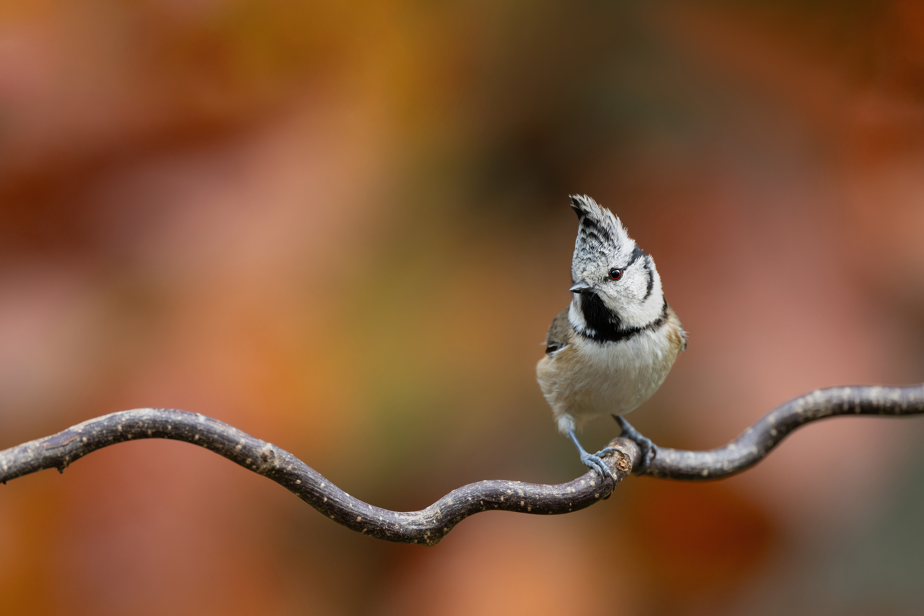 Fest im Blick: herbstliche Haubenmeise